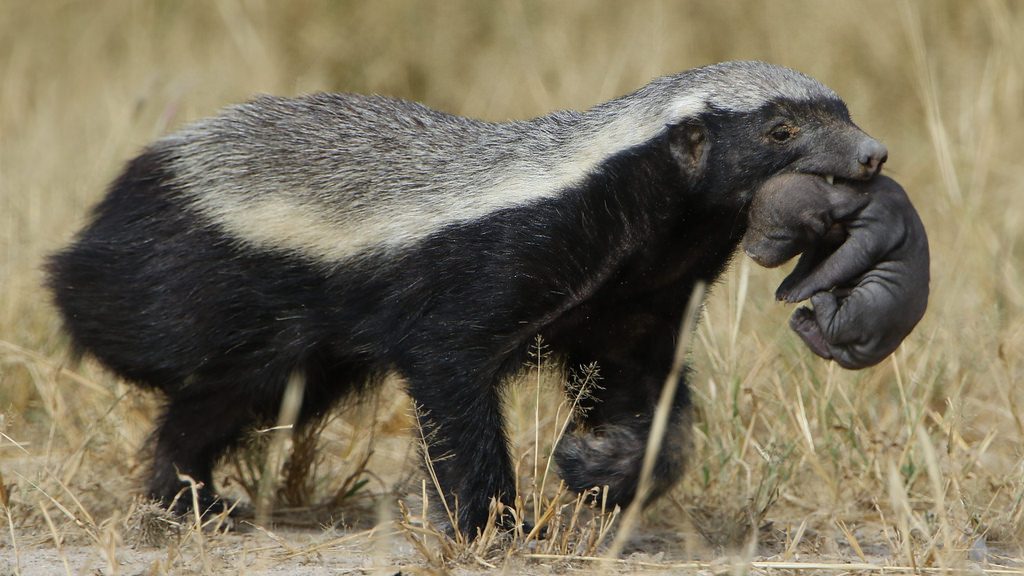 A Honeybadger carrying its young in its mouth